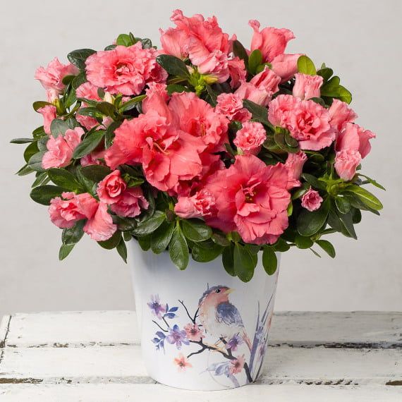Azalea - Bush with vibrant flowers symbolizing fragility, temperance, passion, and developing love.