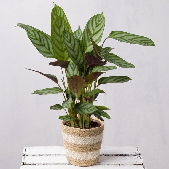 Calathea - Prayer plant with patterned leaves, symbolizing new beginnings, hope, and devotion.