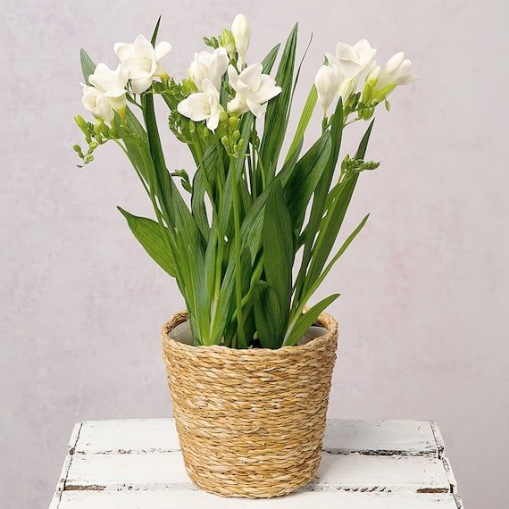 Freesia - Fragrant, delicate flowers symbolizing innocence, thoughtfulness, friendship, trust, and sweetness.