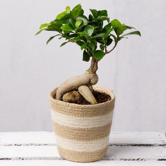 Bonsai Tree - Harmony, peace, balance, and good luck. Often symbolizes strength and resilience.
