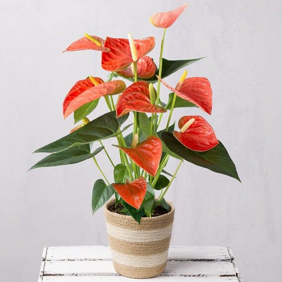 Anthurium - Heart-shaped red spathes symbolizing hospitality, happiness, abundance, and warmth.
