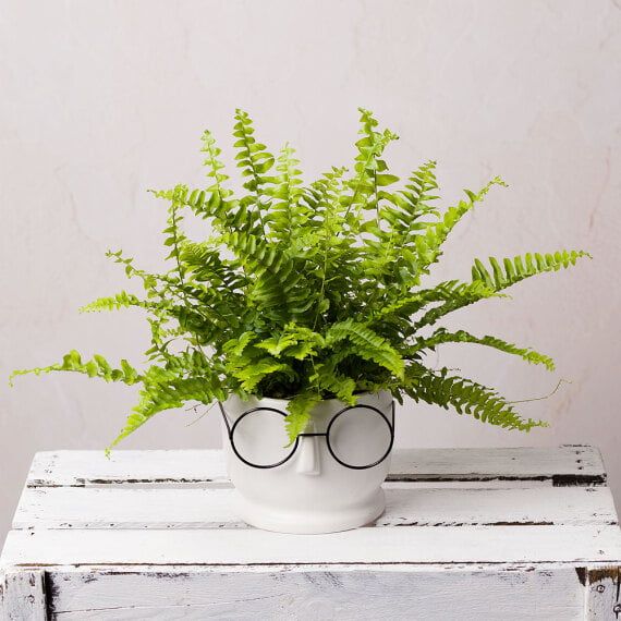 Boston Fern - Fascination, sincerity, confidence, and protection. Lush green foliage.