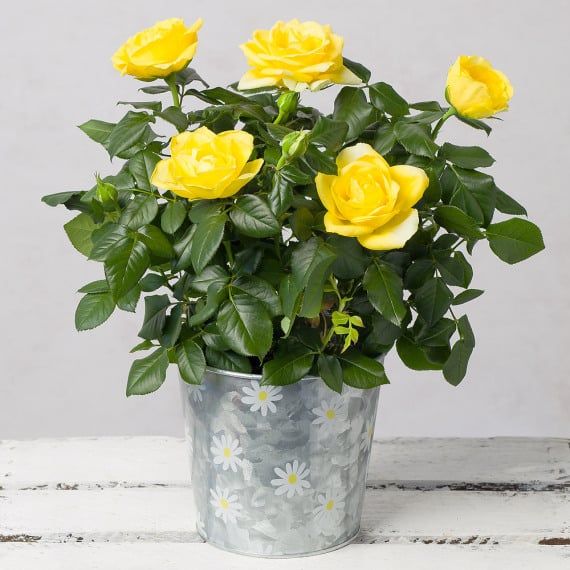 Yellow Rose Plant - Yellow roses symbolizing friendship, joy, warmth, happiness, and remembrance.