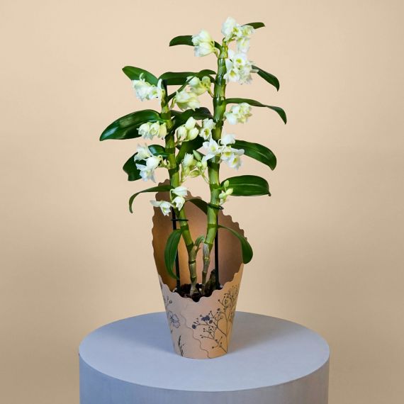 Dendrobium Orchid - Elegant orchid flowers symbolizing wisdom, strength, and beauty.
