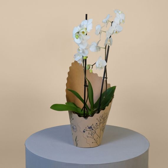 Phalaenopsis Orchid - Popular moth orchid symbolizing love, beauty, luxury, and refinement.