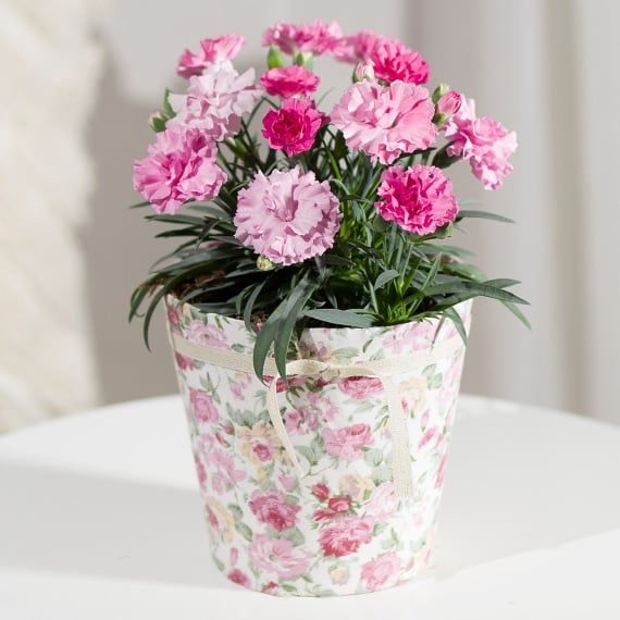 Carnation - Colorful potted carnation symbolizing love, fascination, and distinction.