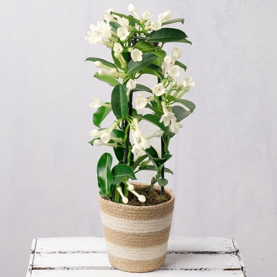 Stephanotis - Fragrant white star-shaped flowers symbolizing marital happiness, desire to travel, and good luck.