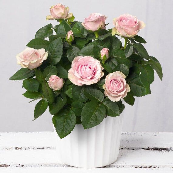 Pink Rose Plant - Pink roses symbolizing grace, joy, gratitude, admiration, and sweetness.
