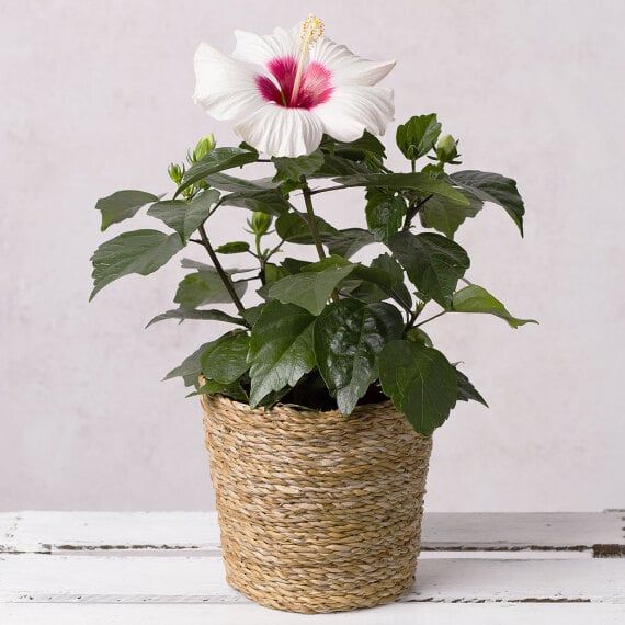 Hibiscus - Large, vibrant tropical flower symbolizing delicate beauty, glory, passion, and perfect femininity.