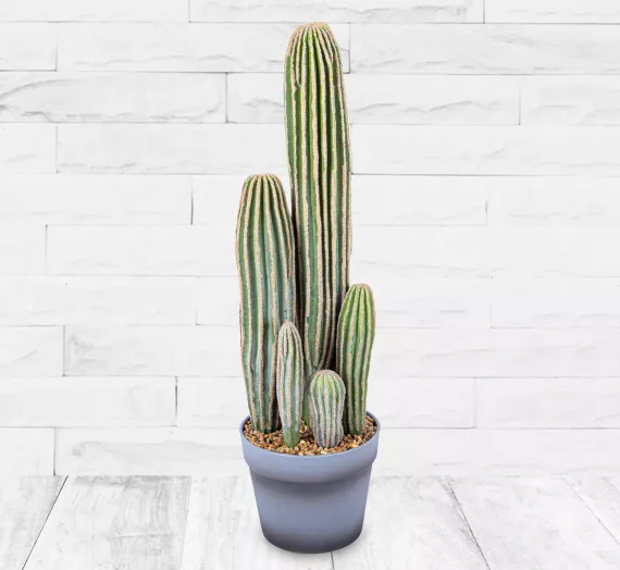 plants - Potted Faux Cactus, £34.99 - Introducing our new large potted faux cactus plant.
