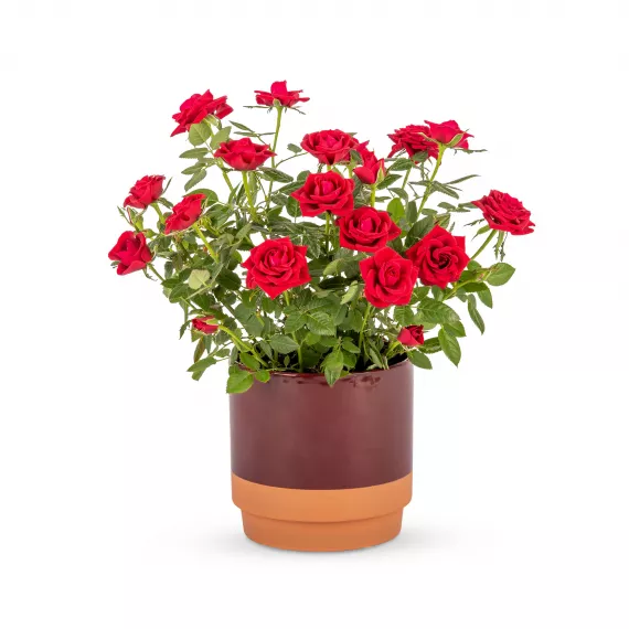 plants - Elegant Red Rose, £29.99 - Add an elegant touch to your home with our gorgeous Elegant Red Rose Plant.