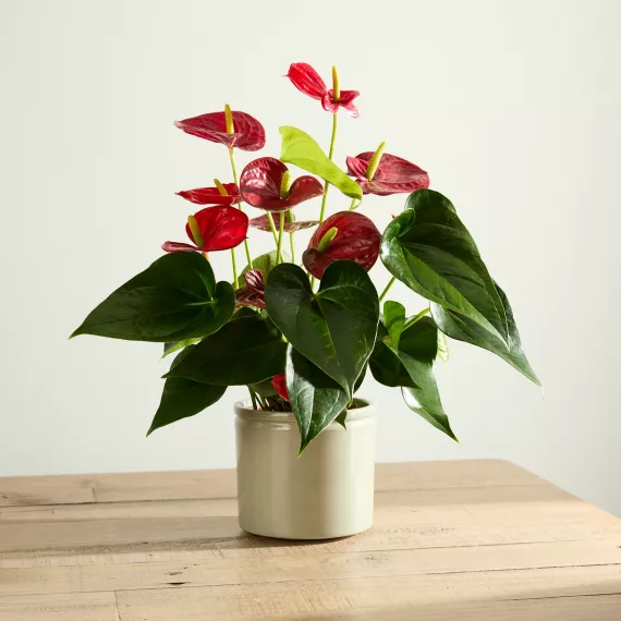 plants - Red Flamingo Flower Plant with Pot, £35.00 - The red Anthurium plant symbolizes ‘happiness in the home,’ making it the ideal gift and addition to the household.