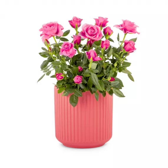 plants - Rosebud, £29.99 - The perfect pink rose plant is a delightful gift for any occasion.