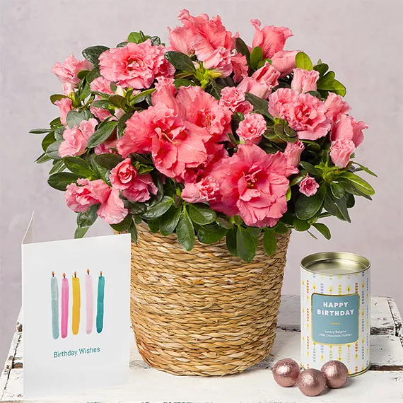 plants - Happy Birthday Azalea Gift, £29.95 - Send a birthday gift that will keep on giving with this beautiful Azalea plant delivered in a woven seagrass pot.