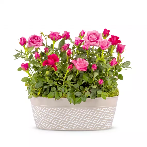 plants - Spring Rose Plant, £34.99 - Bring the beauty of summer into your home and garden with our Spring Rose plant.