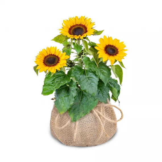 flowers - Sunflower Beauty, £26.99 - Sunflower plants are a gorgeous addition to your garden, giving the outside of your home a pop of colour, personality, and a complete summer vibe.