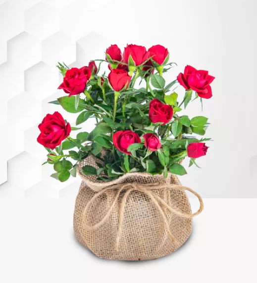 plants - Radiant Roses, £39.99 - This beautiful red rose plant is presented in a charming drawstring hessian bag with vibrant red roses.