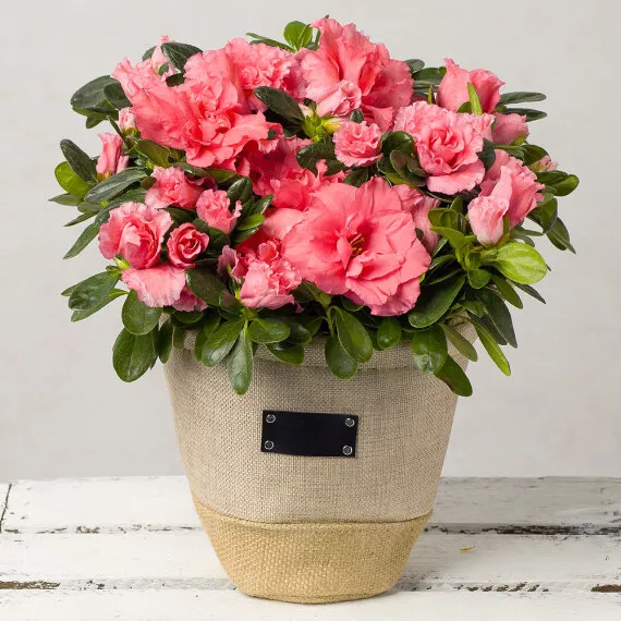 plants - Pink Azalea in Fabric Pot, £26.00 - Delight someone special with a pretty pink Azalea plant, elegantly presented in a neutral fabric-covered pot with two sturdy handles.