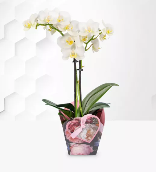 plants - Spring Orchid Plant, £39.99 - This extraordinary orchid plant gift arrives beautifully presented in a decorative gift bag, finished with a delightful ribbon.