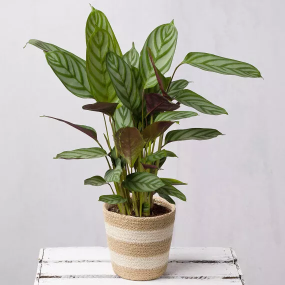 plants - Calathea in Jute Pot, £27.25 - This chic Calathea Plant is delivered in a stylish neutral striped Jute pot and features leaves in gorgeous shades of green.
