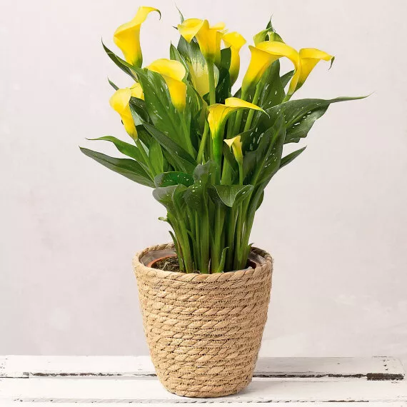 plants - Yellow Calla Lily in Seagrass Pot, £31.00 - This sunny yellow Calla Lily is the perfect addition to the home.