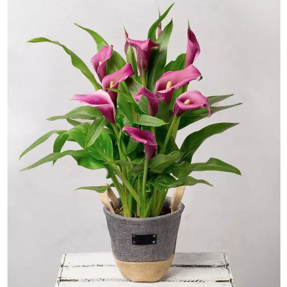 plants - Purple Calla Lily in Grey Pot, £31.00 - Enhance the beauty of your home with an elegant Calla Lily plant, presented in a stylish two-tone fabric pot.