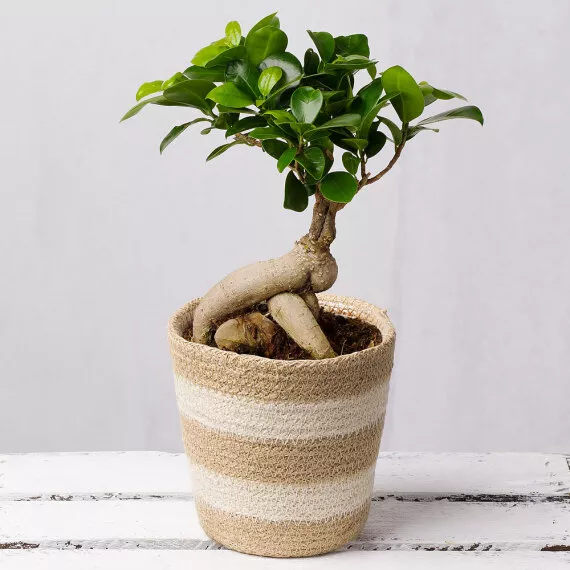 plants - Bonsai Tree in Jute Pot, £31.00 - A small yet stunning Bonsai Tree delivered in a striped Jute pot.