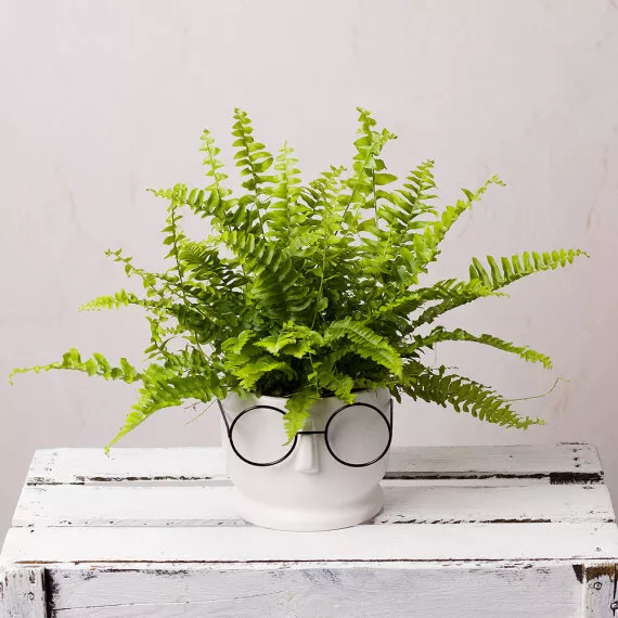 plants - Boston Fern in Ceramic Face Pot, £22.00 - Enjoy the beauty of this Boston Fern plant, which not only adds lush greenery to your décor but also helps improve air quality, creating a fresh living space.