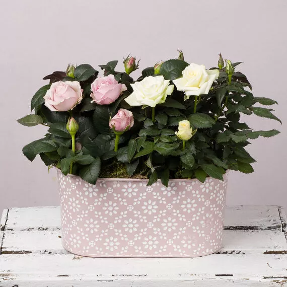 plants - Pastel Rose Duet, £30.75 - A pretty pink patterned zinc planter filled with a duo of beautiful Roses in shades of white and pink.