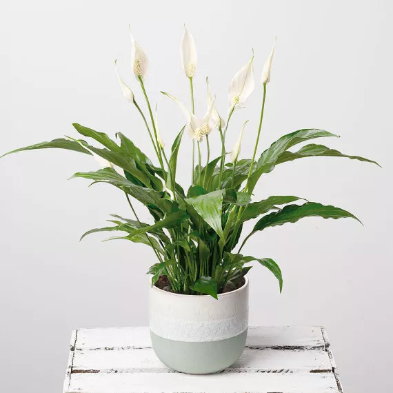 plants - Peace Lily in Stoneware Pot, £25.00 - Elevate your home with the serene elegance of a Peace Lily plant delivered in a two-tone stoneware pot.