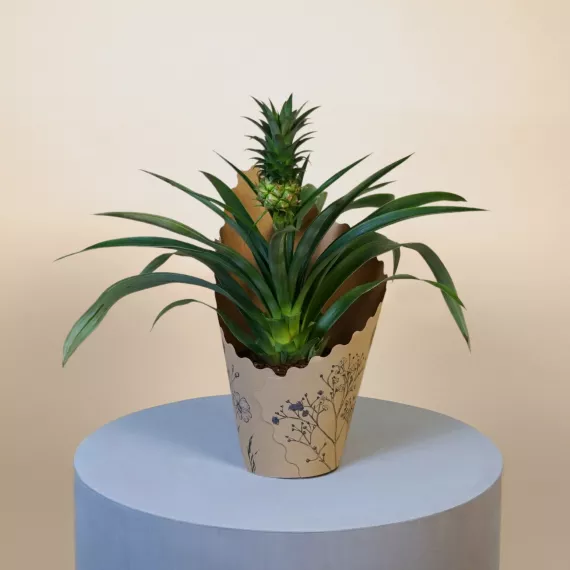 plants - Pineapple Plant, £42.99 - Looking for a unique houseplant?