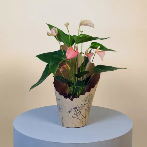 plants - Pink Anthurium, £39.99 - Add a touch of tropical flair with the Pink Anthurium.