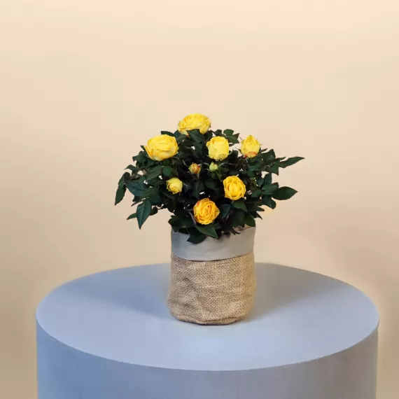 letterbox - Letterbox Yellow Rose, £29.99 - Bring a ray of sunshine to their doorstep with our Letterbox Yellow Rose.