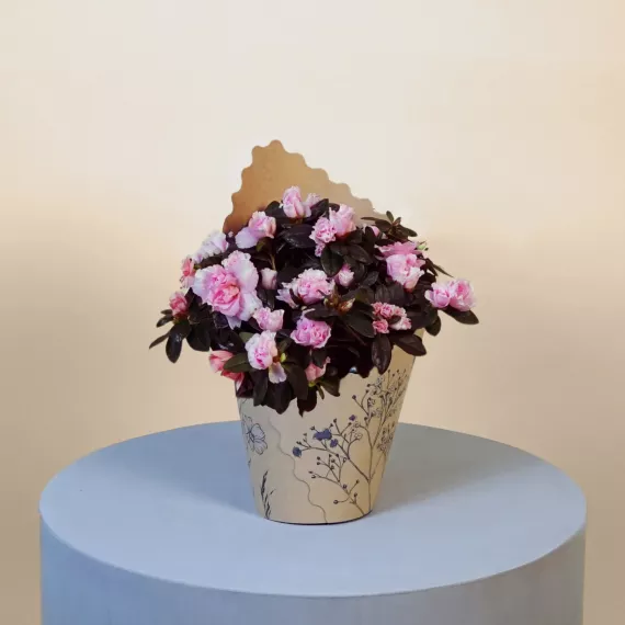plants - Pink Azalea, £34.99 - Bring the delicate warmth of spring into your home with the Pink Azalea.