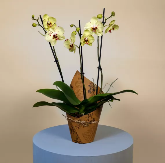 plants - Large Phalaenopsis Orchid, £49.99 - A mesmerizing beauty that captivates with its elegant charm, this 3-stem Yellow Phalaenopsis Orchid is a perfect addition to any space.