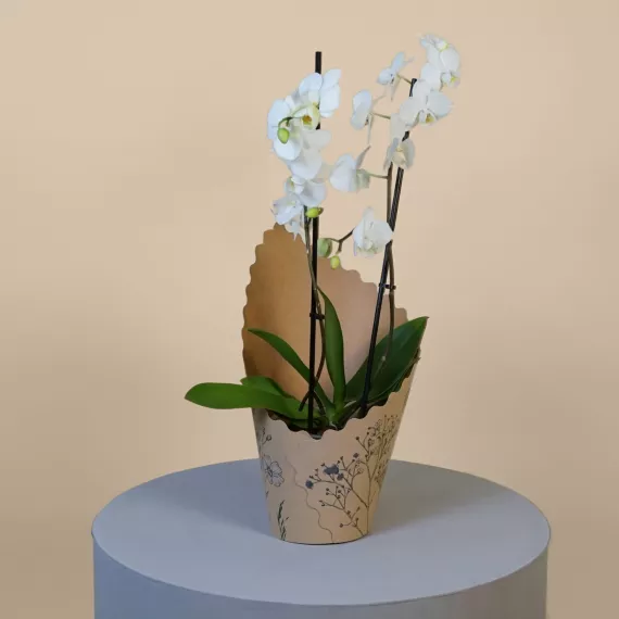 plants - White Phalaenopsis Orchid, £36.99 - A symbol of purity and elegance, our White Phalaenopsis Orchid is a timeless addition to any space.