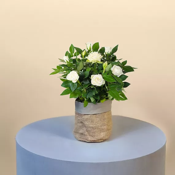 letterbox - Letterbox White Rose, £29.99 - Introducing the Letterbox White Rose—a delightful surprise that brings happiness right to your doorstep.
