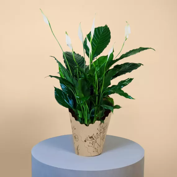 plants - Large Peace Lily, £46.99 - A symbol of serenity and grace, our Large Peace Lily is perfect for bringing a sense of calm to any indoor space.