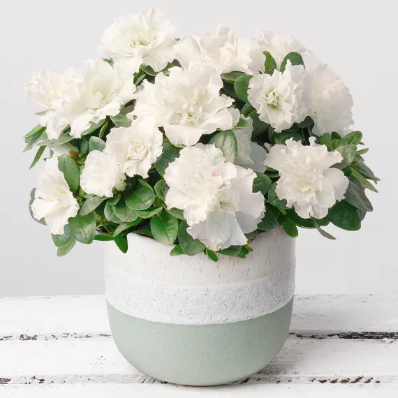 flowers - White Azalea in Green Stoneware, £27.50 - Send a treat to someone special with this long-lasting, crisp white Azalea plant.