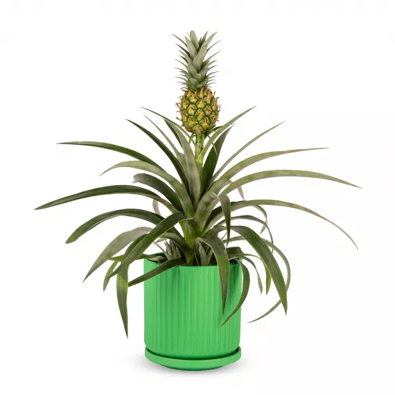 plants - Pineapple Plant, £39.99 - Give a unique and beautiful gift with our Pineapple Plant.