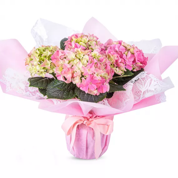 plants - Glorious Hydrangea, £34.99 - For that special occasion, send the prettiest of pinks with our Glorious Hydrangea plant.