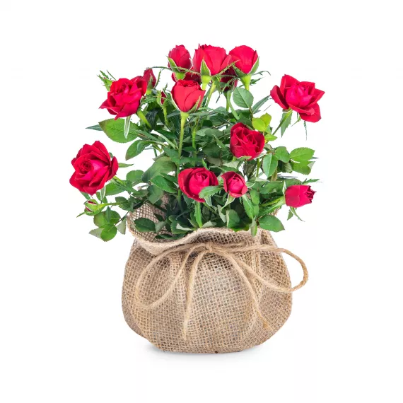 plants - Rustic Rose, £25.99 - There's nothing more beautiful for Spring than our Rustic Rose, the ideal gift for yourself or a special someone.
