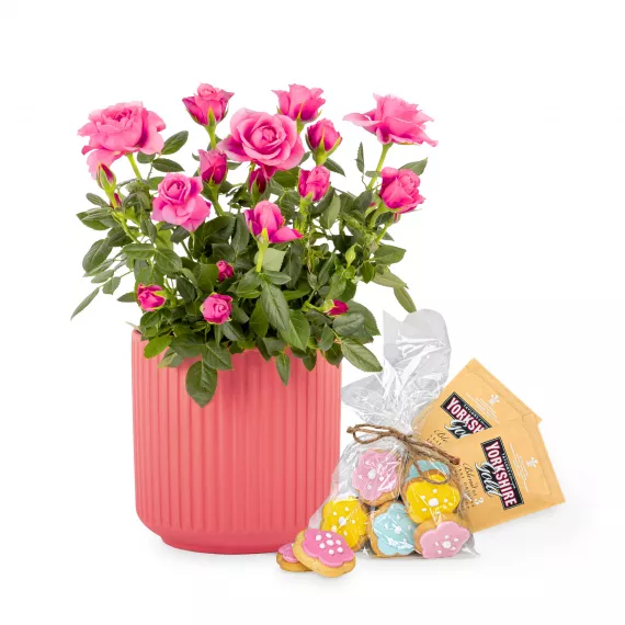 Gifts - Rose Garden Gift, £34.99 - Searching for the perfect gift?