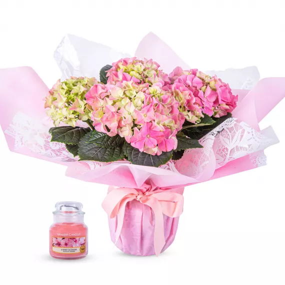 plants - Radiant Hydrangea, £44.99 - Delight them with the perfect gift: our Radiant Hydrangea plant.