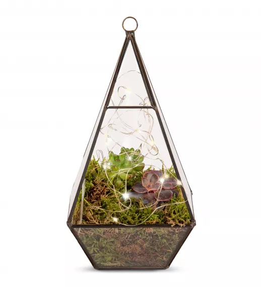 plants - Organic Terrarium, £29.99 - Demonstrating our dedication to the environment, we are proud to introduce our stunning new Organic Terrarium.