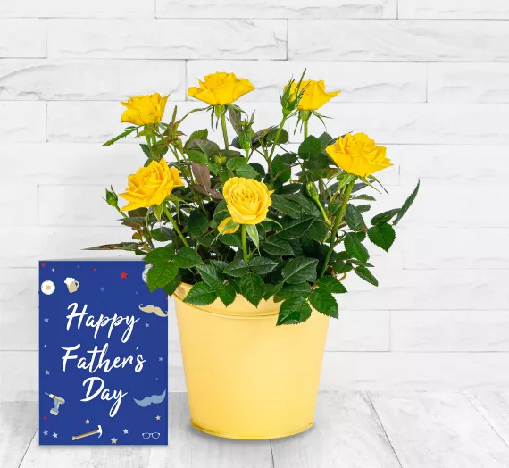 plants - Lovely Lemon Rose &amp; Card, £32.99 - Brighten your home this Spring with our beautiful Lovely Lemon Rose Plant.