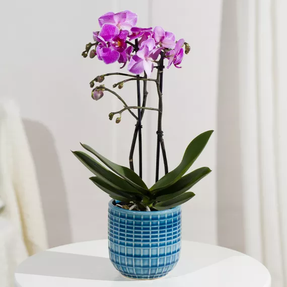 plants - Phalaenopsis Orchid in Ceramic Pot, £32.25 - With cascades of blossoms and glossy green leaves, the Phalaenopsis Orchid is guaranteed to brighten up any room.