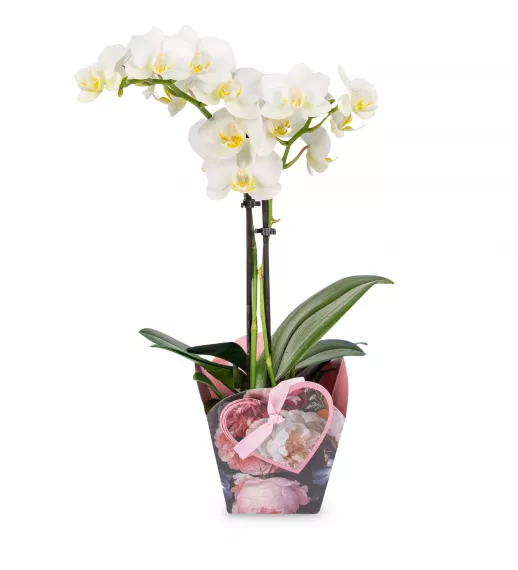 plants - Enchanting Orchid, £29.99 - Presenting our Enchanting Orchid, a delicate and elegant gift for any special woman in your life.