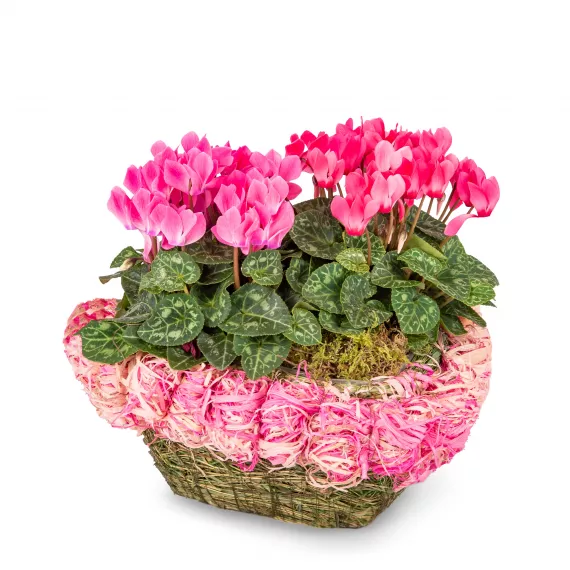 plants - Mum's Cyclamen Basket, £34.99 - Surprise Mum this Mother's Day with a beautiful arrangement of stunning Cyclamen.