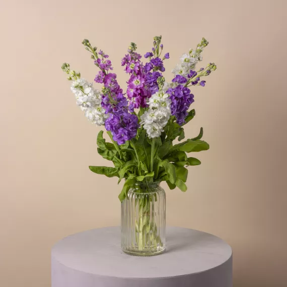 flowers - British Medley, £32.99 - A beautiful variety of Stocks make this delightful bouquet perfect for every occasion.
